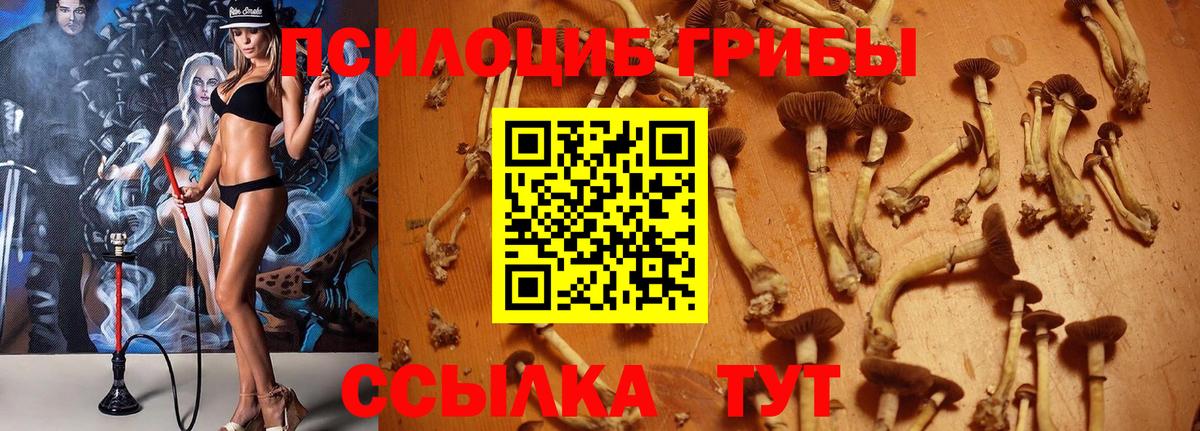 Псилоцибиновые грибы прущие грибы  Галлюциногенные грибы MAGIC MUSHROOMS  Тара 